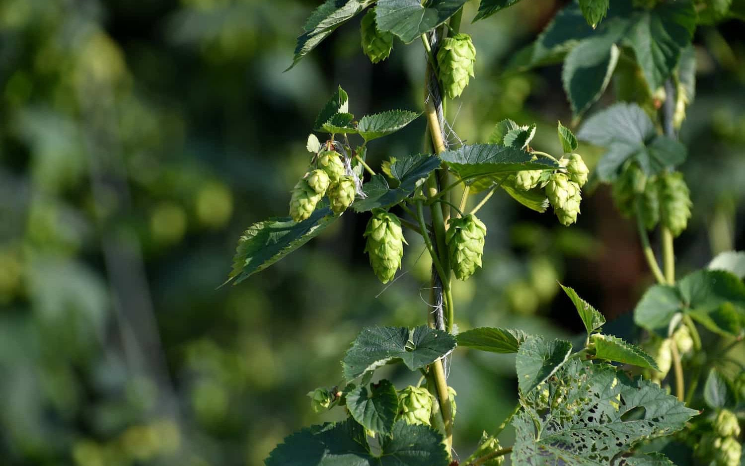 A year of growing our own hops, honestly assessed